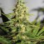 Acapulco Gold - feminized seeds 5 pcs Barney's Farms