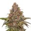 Blackberry Gum samonakvétací semena 5 ks Seedstockers