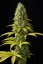 Shark Shock CBD - feminized seeds 3pcs Dinafem