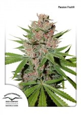 Passion Fruit® - feminized 5ks Dutch Passion seeds