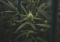 Cheese - a hybrid cannabis strain with a predominantly Indian component and originating in the United Kingdom