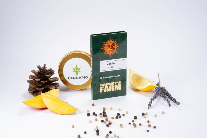 Vanilla Kush – feminizované semienka 10 ks Barney's Farm
