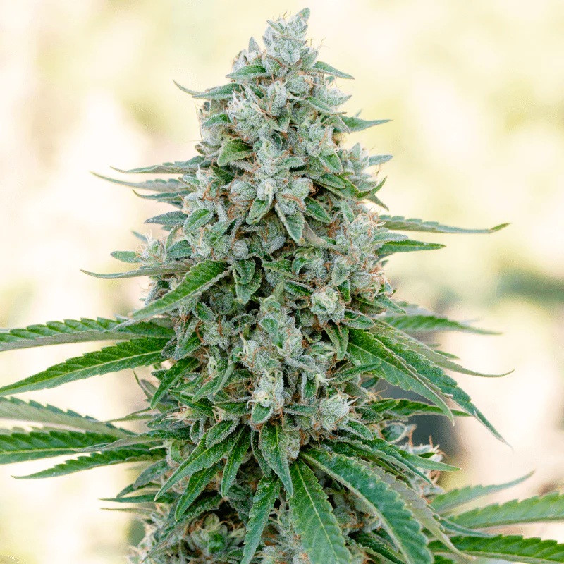 Critical Mango - feminizované semená 3ks, Silent Seeds