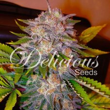 Delicious Seeds Caramelo Feminized Seeds