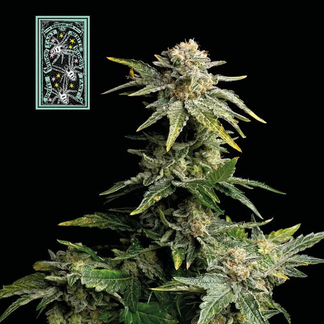 White Widow fast version - feminizovaná semena konopí 3ks, Seedsman