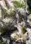 Cream Caramel Auto – samokvitnúce semená 10 ks Sweet Seeds