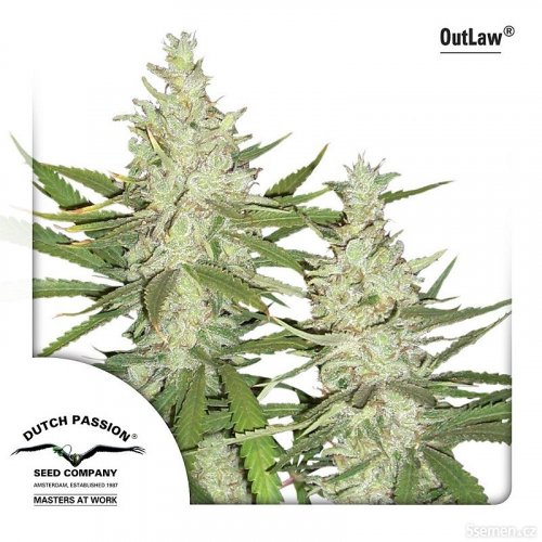 Outlaw® - feminized seeds 3 pcs Dutch Passion