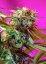Wild Rose – feminizovaná semínka 3 ks Sweet Seeds