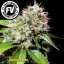 Jack 47 Fast Version - feminizované semienka 10 ks Sweet Seeds
