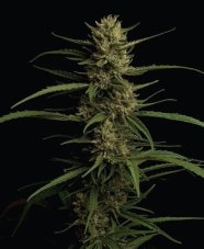 Humboldt Seed Company Caribbean Queen nasiona feminizowane