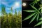 HOW LONG DO PHOTOPERIODIC CANNABIS SEEDS GROW?