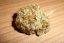 Mr Nice G13 x Hash Plant 10 ks štandardizované feminizované semená Sensi Seeds