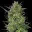 LSD - феминизирани семена Barney's Farm 5 бр.