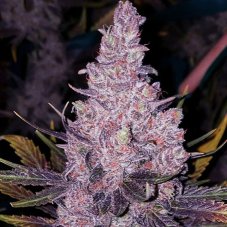 Ethos Genetics Member OG F1 regulérní semena