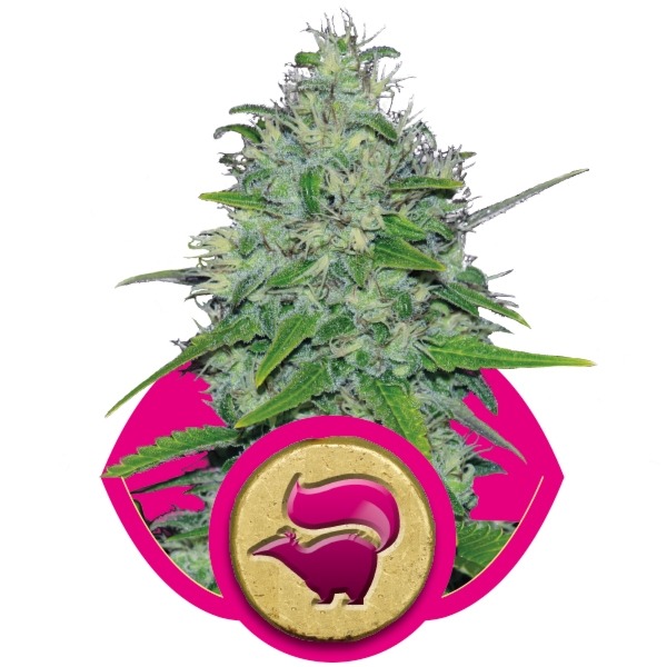 Skunk XL - feminizovaná semínka 5 ks Royal Queen Seeds