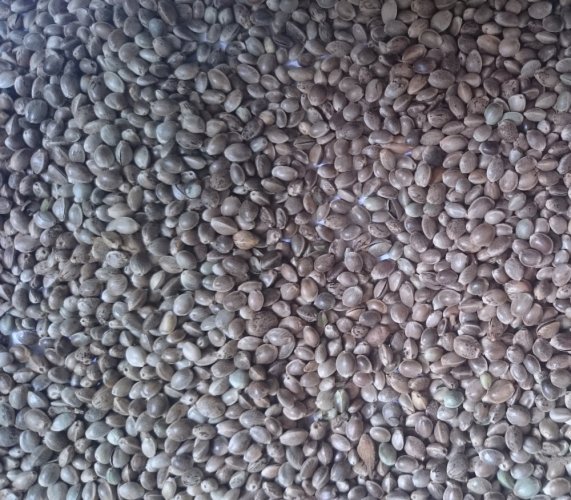 Konopie techniczne (c. Sativa) - Nasiona konopi około 20 nasion