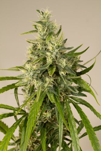 Trainwreck - feminizovaná semínka 3ks Humboldt
