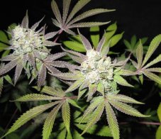Cali Connection Tiramisu Feminized Seeds, Gold Collection