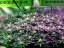 Blue Kush - feminizowane nasiona 5 sztuk Dinafem
