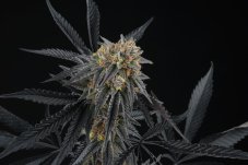 Perfect Tree Seeds Peach Sherbet OG feminizované semená, 6 ks
