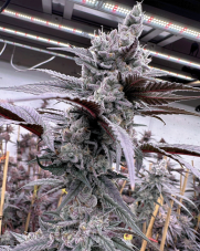 Solfire Gardens Lung Buster Feminized Seeds, 6 pcs