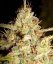 White Widow - feminized seeds 5 pcs the Ministry of Cannabis