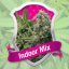 Indoor Mix - feminizovaná semínka 3 ks Royal Queen Seeds