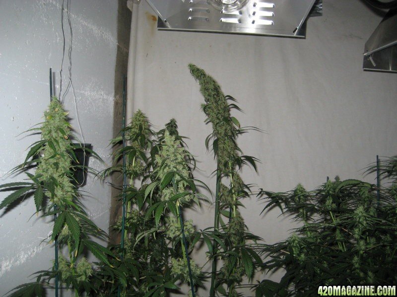 Red Diesel  – feminizovaná semínka 5 ks Barney Farms