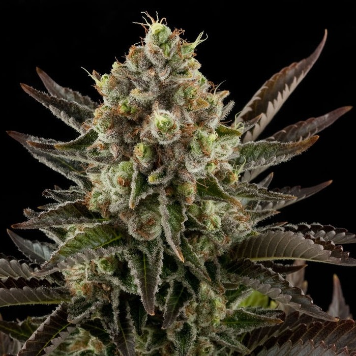 White Widow - 10 feminizowanych nasion Dinafem