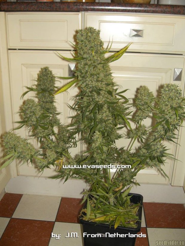 Monster - 9ks feminized semená Eva Seeds