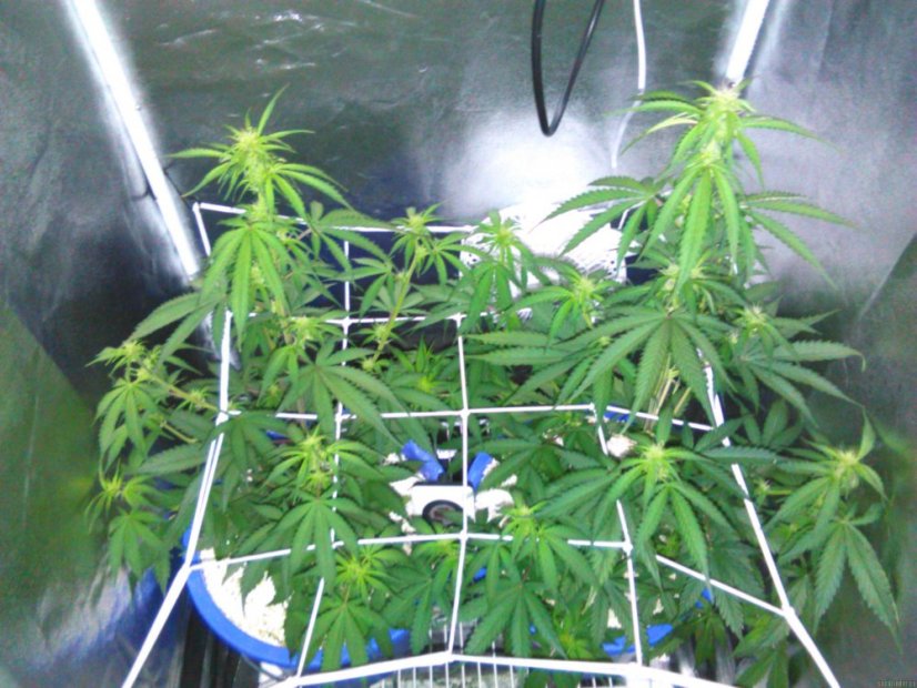 Auto White Berry - feminizovaná a samonakvétací semínka 5ks Paradise Seeds