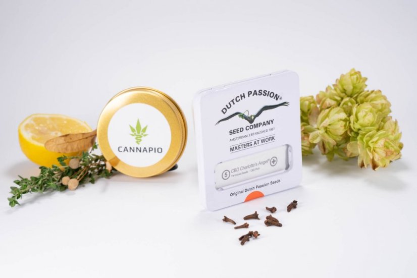 CBD Charlotte 's Angel® - feminizované semienka 5 ks Dutch Passion