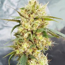 Garden Of Green Sour Tangie feminizované semená