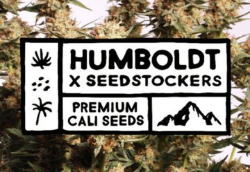 NEU: Humboldt X Seedstockers!