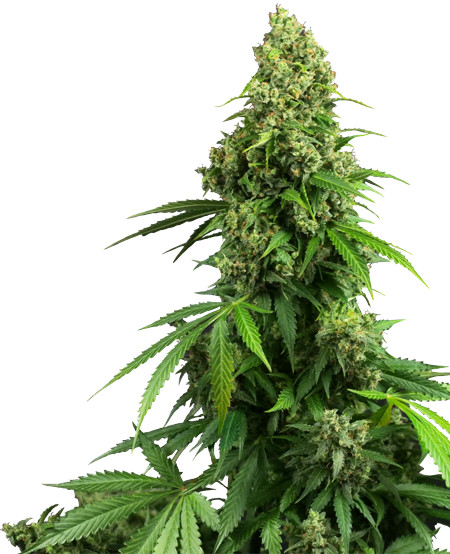 Honey Melon Kush Automatic - autoflowering semena 10 ks Sensi Seeds