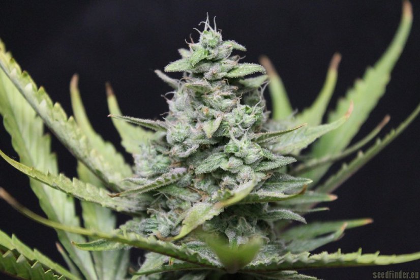 Skunk n.1 - feminized seeds 10 pcs Sensi Seeds