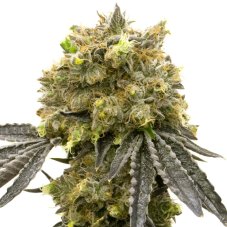 BlimBurn Seeds Dream Queen by Steve DeAngelo feminizované semená
