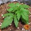 Zkittlez OG Auto - autoflowering semená marihuany 5 ks Barney´s Farm