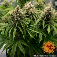 LSD AUTO - self-flowering seeds 5 pcs Barney's Farm