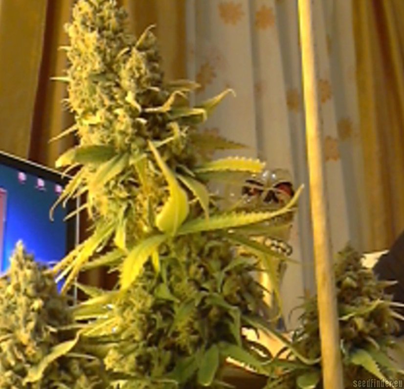 Big Bud - 5 ks feminizovaná semínka Sensi Seeds