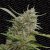 Biała jagoda - fem. i Seeds 5szt Paradise Seeds
