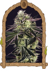 Purple Shot - feminizované semená, 10 ks, Exotic Seed