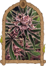 Tropical Fuel - Semillas Feminizadas Premium, 10 ud., Exotic Seed