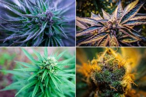 WHAT DO THE COLOURS OF CANNABIS INDICATE AND WHAT CAUSES THE COLOURING?