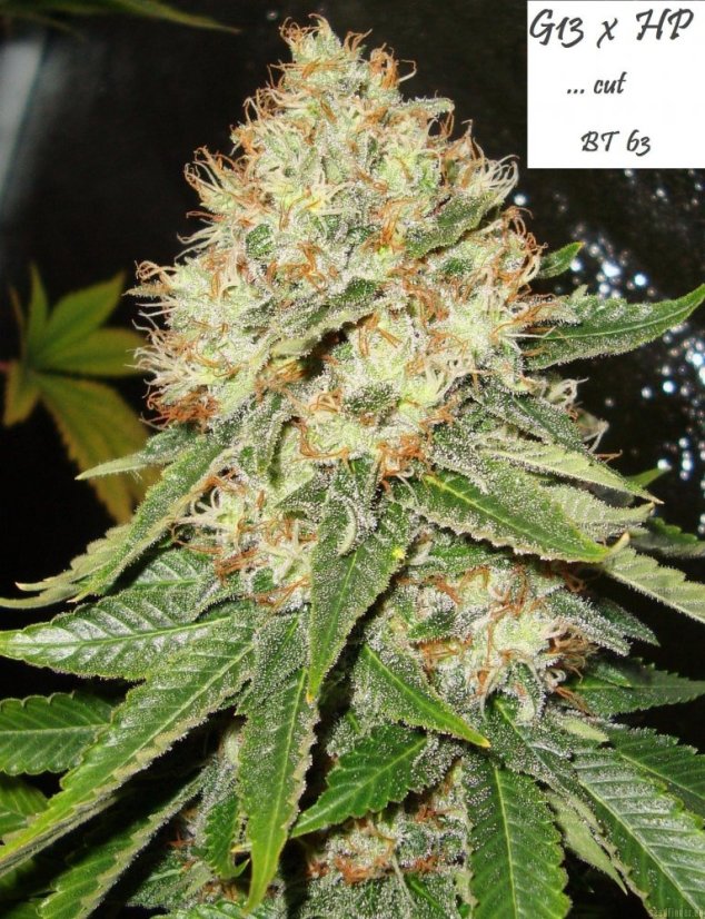 Mr Nice G13 x Hash Plant 10 ks štandardizované feminizované semená Sensi Seeds