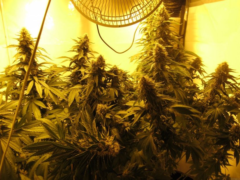 White Widow - 10 feminizowanych nasion Dinafem