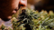 How to increase terpene content in cannabis?