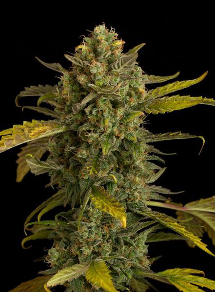 Blue Kush Auto - fem. a samonakvétací semínka 10 ks Dinafem
