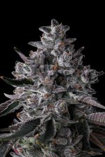 Paradise Seeds x Compound Genetics Chrome Dome feminizowane nasiona, 7 szt.