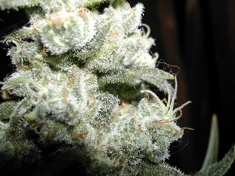 Original Skunk 1 - regulérne semená 10 ks Seedsman